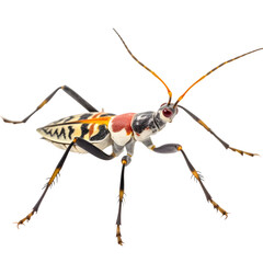 Wall Mural - Assassin_Bug png file. Transparent Background with generative ai