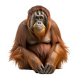 Bornean_orangutan png file. Transparent Background with generative ai