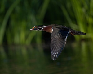 Wall Mural - Male Wood Duck in flight