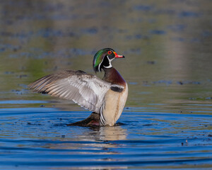 Wall Mural - Male Wood Duck wing flap