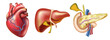 Realistic human organs vector illustration. human Heart, liver and pancreas image. Anatomical image of main body parts. Intestine organs