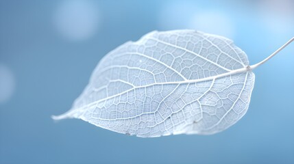  Beautiful white skeletonized leaf on light blue background with round bokeh. Expressive artistic image of beauty and purity of nature