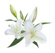 White Lily flower bouquet isolated on transpatent background