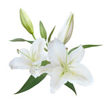 White Lily flower bouquet isolated on transpatent background