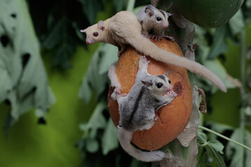 Wall Mural - An albino adult female sugar glider is eating papaya fruit with her two babies. This marsupial mammal has the scientific name Petaurus breviceps.