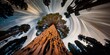 Tilt shift looking up of a giant sequoia time lapse tree nature. Generative AI AIG15.