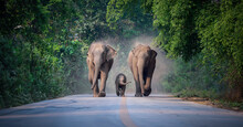 Wild Female Elephants With Baby Elephant From The Deep Jungle Come Out To Walking On Road That Cross Into The Big Mountain, Thailand. Family Wild Elephant Walking And Crossing The Paved Road