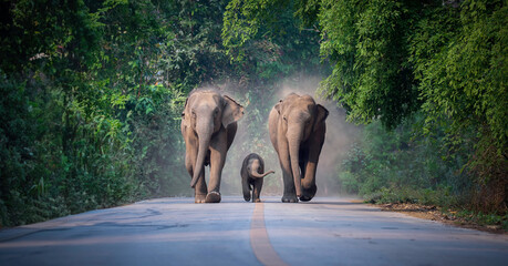 wild female elephants with baby elephant from the deep jungle come out to walking on road that cross