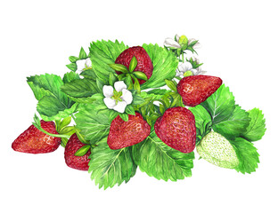 Strawberry bush with white flowers, green leaves and red juicy strawberries. Watercolor illustration isolated on transparent background. Fruit print. For postcards, packages, postcards, logo, desserts