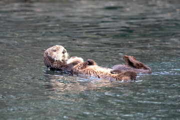 Wall Mural - Sea otter mother holding baby on stomach while swimming in ocean