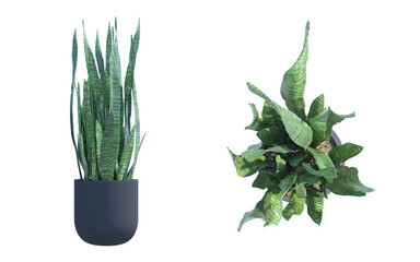 Sticker - Sansevieria ndoor Plant top front view png alpha channel