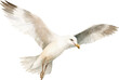 Watercolour seagull illustration created with Generative AI technology