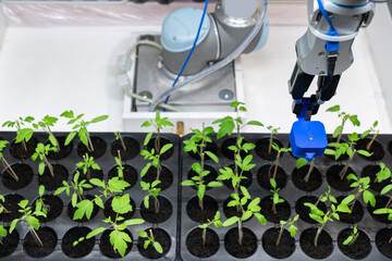 Aufkleber - A robot in a greenhouse evaluates the quality of tomato seedlings using a sensor. Smart farming concept