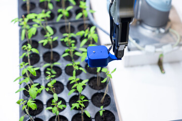 Aufkleber - A robot in a greenhouse evaluates the quality of tomato seedlings using a sensor. Smart farming concept