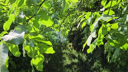 Wall Mural - sunlight penetrating through the branches of a walnut tree with lush green foliage moving from the w