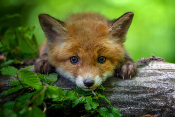 Wall Mural - red fox, vulpes vulpes, small young cub in forest . wildlife scene from nature