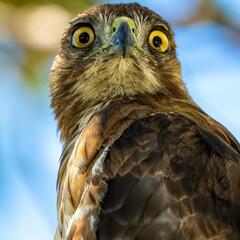 Canvas Print - Closeup shot of a brown red-tailed hawk with a powerful gaze