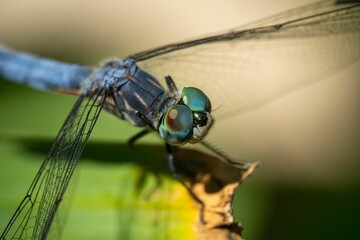 Sticker - Macro shot of a blue dasher dragonfly on a green plant