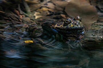 Sticker - Closeup shot of an American bullfrog floating in a pond