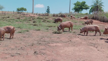 Sticker - Group of pigs resting in the field day at the countryside farm on a sunny