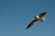 The seagull flies in the blue sky