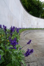 Vertical Shot Of Purple Lavender Flowers Growing In Front Of Memorial Wall