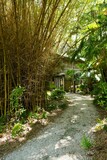 Fototapeta Dziecięca - Vertical shot of a path to a bamboo house between tropical trees