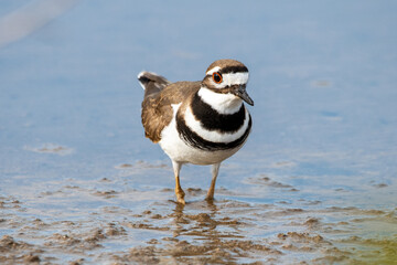 Sticker - A killdeer wades through salt marsh in Florida.