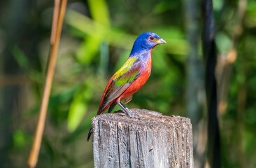 Wall Mural - A male painted bunting perched on a fence post.