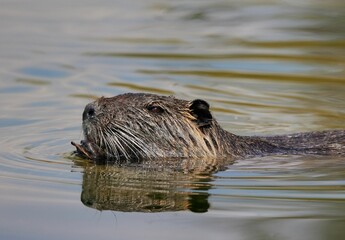 Sticker - Wild beaver in the river of Isar in Bavaria, Germany.