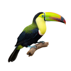 Wall Mural - keel billed toucan isolated