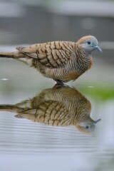 Sticker - Closeup of Zebra dove (Geopelia striata) walking through water puddle, showing a great reflection