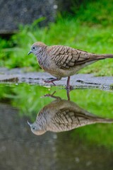 Sticker - Closeup of Zebra dove (Geopelia striata) walking through water puddle, showing a great reflection