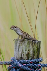 Canvas Print - Vertical shot of a Florida scrub lizard on a wooden post wrapped with blue rope