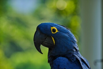 Wall Mural - Closeup of a blue Hyacinth macaw parrot on blurry background