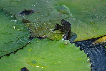 Wall Mural - Closeup of fish on water lily pad in pond under sunlight