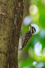 Sticker - Vertical close-up shot of a Sunda pygmy woodpecker on tree trunk