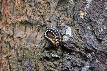 Poster - Closeup of a yellow-spotted millipede on tree bark