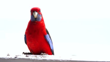 Sticker - Australian crimson rosella parrot eating