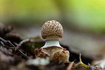 Poster - Closeup of a very young false death cap mushroom (Amanita citrina)