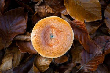 Canvas Print - Closeup of a Lactarius deterrimus cap in autumn