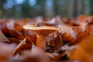 Canvas Print - Closeup of a Lactarius deterrimus mushroom in autumn.