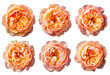 Assorted peach orange peony flower heads on transparent PNG background. Generative AI.	