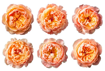 Wall Mural - Assorted peach orange peony flower heads on transparent PNG background. Generative AI.	