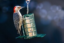 Vibrant Red-bellied Woodpecker Is Perched Atop A Seed Feeder, Searching For A Snack