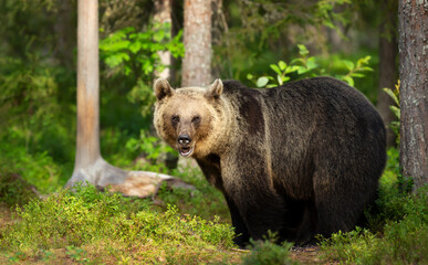 Wall Mural - close-up of eurasian brown bear in a forest