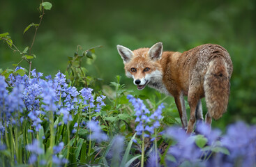 red fox amongst bluebells in spring