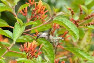 Canvas Print - Ruby-throated hummingbird sipping nectar from flowers, closeup shot