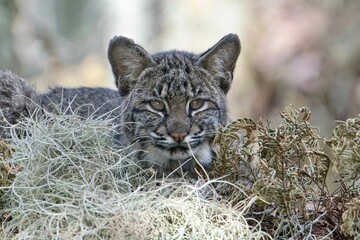 Sticker - Gray bobcat lying on dried grasses in the wild