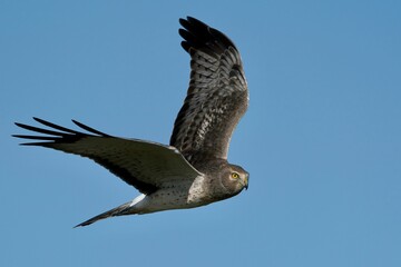 Wall Mural - Flying Hen harrier against a clear blue sky